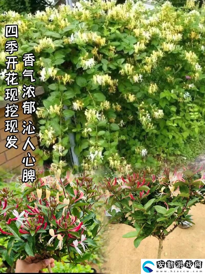 大佬們1v3金銀花