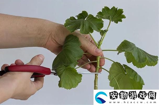 歐式七十二式扦插法