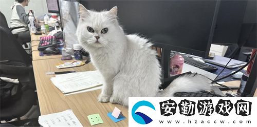 專訪喵吉托工作室