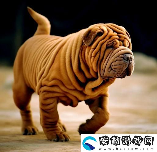 如何理解“AAAA級(jí)毛皮最火的一句狗”——神秘的毛皮文化探索